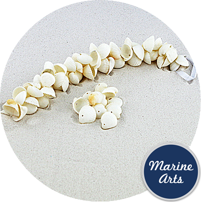 8586 - Drilled - White Cockle - Sea Shell Garland